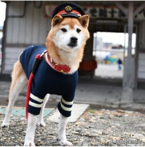 柴犬站长、柴犬店长、柴犬主播……日本最有人气的柴犬