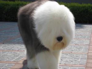 毛发最长的6种狗狗，走路自带吹风机
