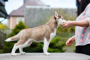 狗狗该怎么训练？狗狗训练的6个要点，从小教导最简单