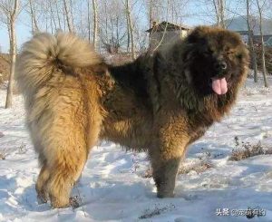 高加索犬，因巡逻柏林墙而闻名，它外表犹如雄狮，内心却铁汉柔情
