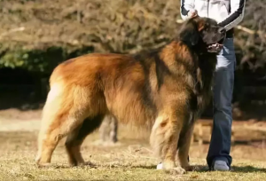 这些狗界“巨型犬”，虽体型巨大，但内心却是个小可爱