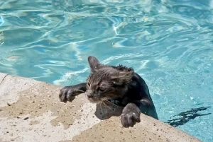 猫咪会游泳吗？什么样的猫会游泳？