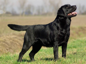 6种全身黑色的狗，都是比较稀有的，你见过几种？