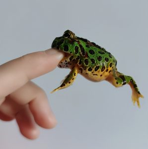 宠物角蛙的日常管理与饲养方法（角蛙吃什么东西？）