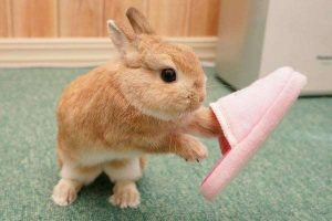 兔界中体型最小的荷兰侏儒兔（荷兰侏儒兔的介绍）