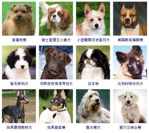 178个宠物狗品种图片大全（宠物狗品种大全）