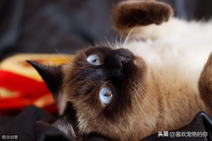暹罗猫为什么叫暹罗？暹罗的读音：xiān luó