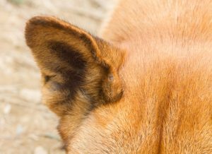 狗狗们的耳朵有多少种类型？狗狗耳朵的不同状态是在表达什么