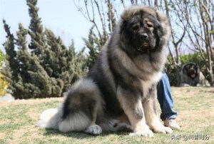世界上凶猛的十种狗，日本土佐犬上榜，藏獒排名第二