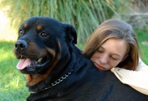罗威纳犬世界上最具有勇气和力量的犬种之一