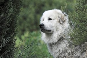 大白熊犬的优点有什么？大白熊犬的优势是什么？