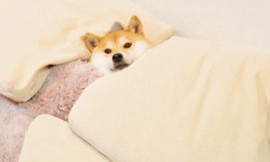 柴犬为什么喜欢跟主人睡觉？
