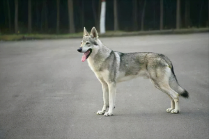 世界上被多国明令禁养的6大凶猛犬种有哪些？