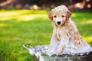 给狗狗洗澡有什么需要讲究的呢？狗狗多久一次澡才最合适呢？