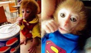 地球上最可爱的猴子，日本袖珍石猴的价格以及介绍