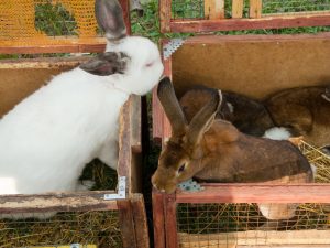 养殖獭兔的饲养和管理要点，及营养与饲料搭配