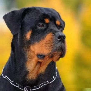 世界上公认的，罗威纳犬是第一防暴犬