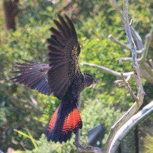 宠物图集：红尾黑凤头鹦鹉