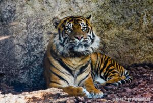 小型老虎与藏獒单挑，藏獒能够坚持多久？