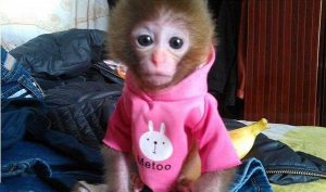 地球上最可爱的猴子，穿上衣服呆萌指数飙升，一只1.8万元