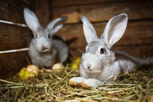 兔子品种有多少？兔子是怎么分品种的？