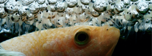 泰国斗鱼的繁殖步骤分享（怎么正确繁殖泰国斗鱼？）