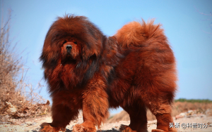 世界上凶猛的十种狗，日本土佐犬上榜，藏獒排名第二