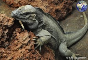 盘点世界上最奇怪的四种蜥蜴：变色树蜥、澳洲魔蜥、犀牛鬣蜥以及大耳沙蜥