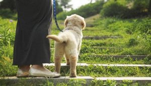 狗狗的训练技巧是什么（如何训练狗狗？）