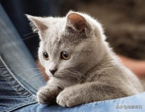 卡尔特猫的外貌特点是什么？蓝猫的性格是怎么样的？
