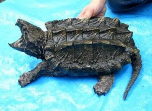 如何区分小鳄龟大鳄龟？分辨大小鳄龟的方法