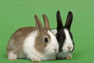 兔子的种类有什么？兔子的种类介绍