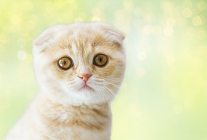 为什么猫咪对味觉不那么灵敏？