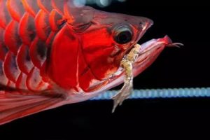 红龙鱼喂食正确方法（怎么饲养红龙鱼？）