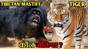 藏獒vs老虎！如果3只藏獒vs1头老虎，老虎能支撑多久呢？