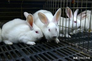 新手养兔需要注意什么？怎么才能把兔子养好？