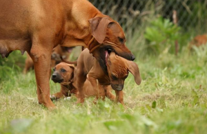 为什么母狗会咬死自己的孩子？母狗咬死刚出生的小狗的原因是什么？