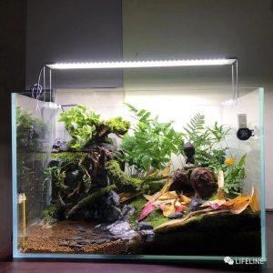 龟缸如何布置?龟缸打造:1千元花出了10万元的效果,新手可学 龟缸如何布置?龟缸打造:1千元花出了10万元的效果,新手可学