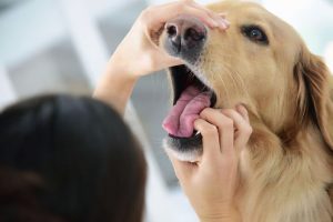 狗狗常见的7种疾病（怎么预防狗狗生病？）