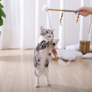 训练猫咪的5种方法（如何训练猫咪？）
