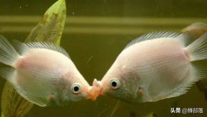 有一种鱼会接吻，接吻鱼接吻到底想干什么？