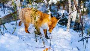 雪貂、白狐等罕见动物频频出没，为何说这并不是好事？