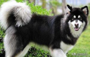 阿拉斯加雪橇犬的性格介绍