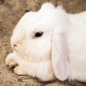 养殖獭兔的饲养和管理要点，及营养与饲料搭配