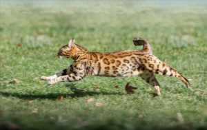 豹猫幼崽被人类养大为什么还是有野性？专家：养不熟