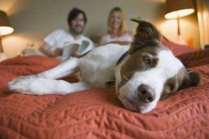 想让狗狗睡床上，需要注意哪些问题呢？