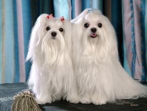 毛发最长的6种狗狗，走路自带吹风机