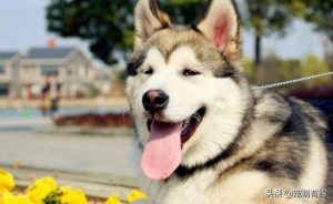阿拉斯加雪橇犬的性格介绍