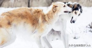 百科苏俄猎狼犬，华丽的锥子脸贵族