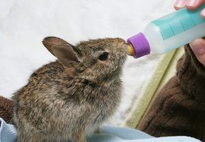 小兔子喝什么奶？怎么喂养幼兔？